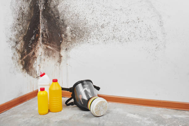 Best Black Mold Removal  in Breckenridge, MI