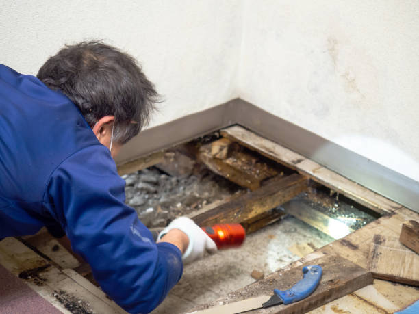 Best Same-Day Mold Removal  in Breckenridge, MI