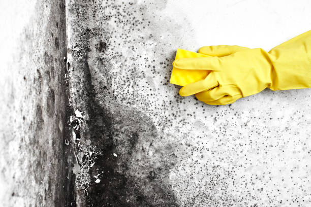 Mold Testing and Removal in Breckenridge, MI