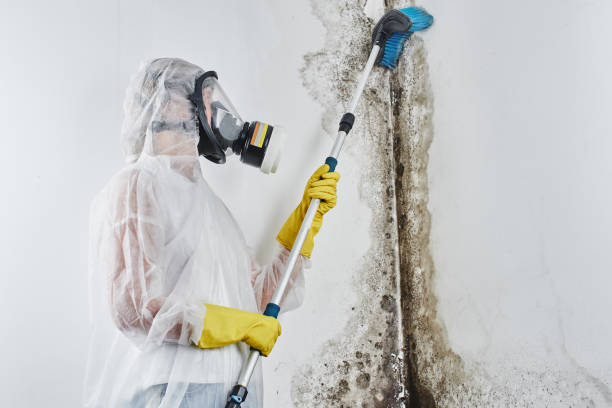 Best Black Mold Removal  in Breckenridge, MI