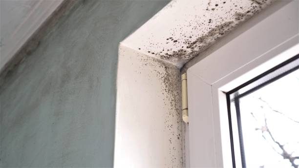 Best Commercial Mold Removal  in Breckenridge, MI