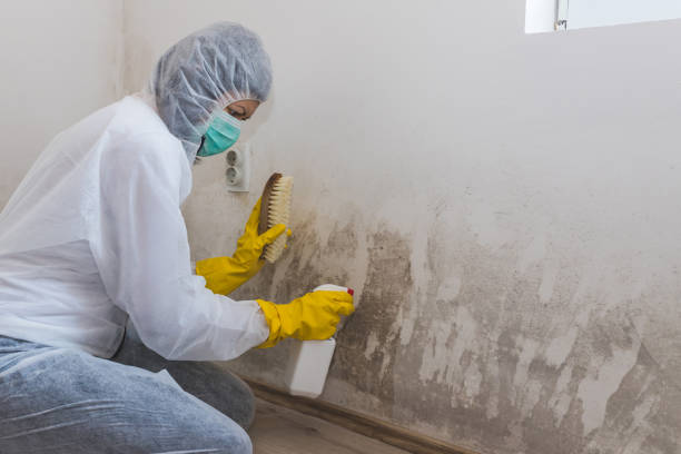 Best Same-Day Mold Removal  in Breckenridge, MI