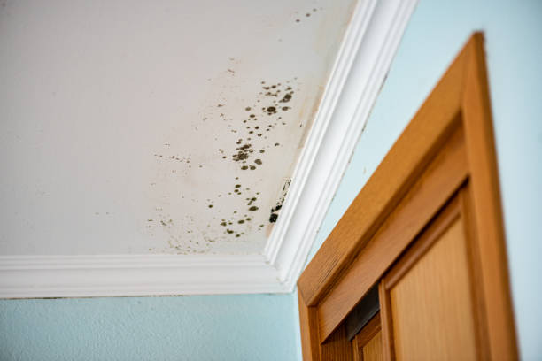 Best Residential Mold Removal  in Breckenridge, MI