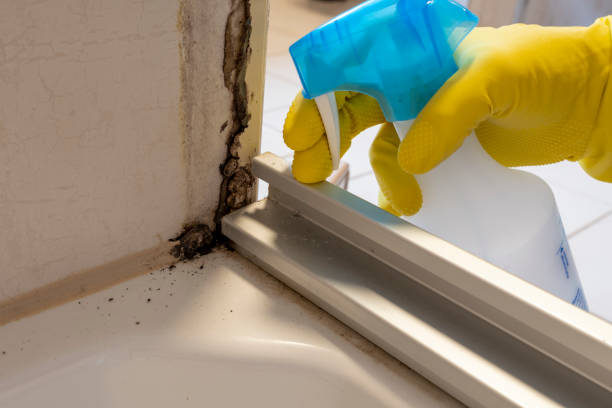 Professional Mold Removal in Breckenridge, MI