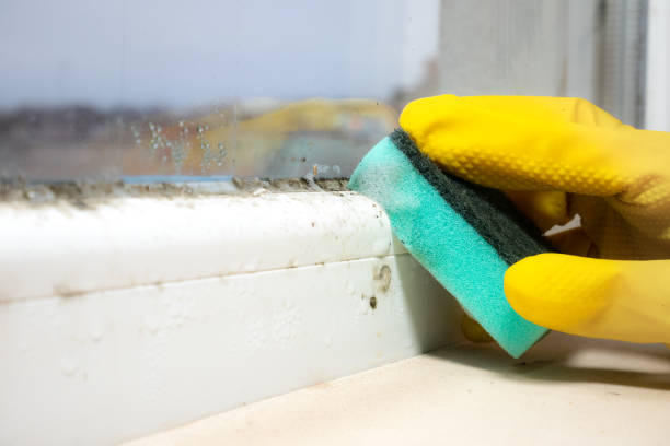 Best Office Mold Removal Services  in Breckenridge, MI
