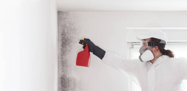 Best Fast Mold Removal  in Breckenridge, MI