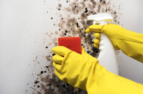 Best Mold Testing  in Breckenridge, MI