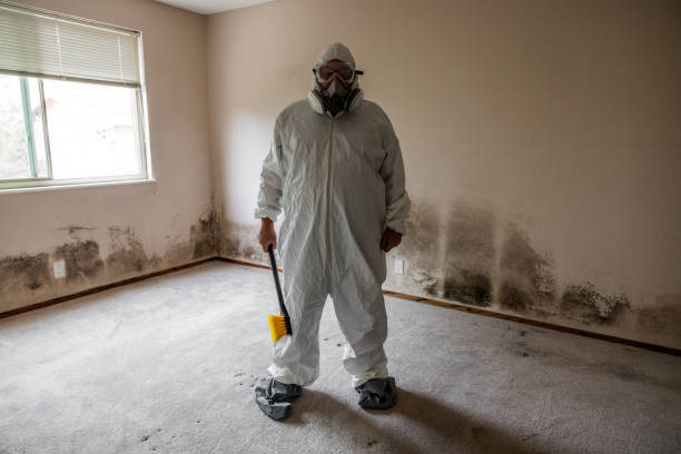 Best Home Mold Removal  in Breckenridge, MI