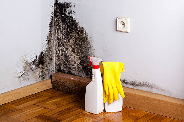 Breckenridge, MI Mold Removal Company