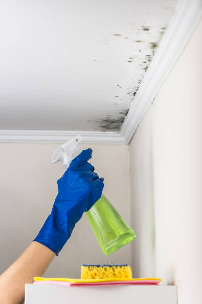 Best Mold Damage Repair  in Breckenridge, MI